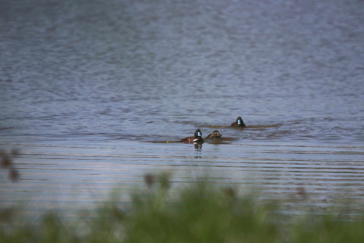 Blue-billed Duck - ML615972005