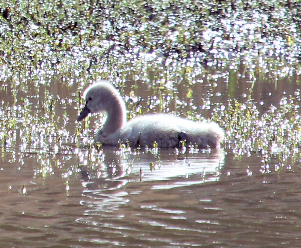 Black Swan - ML615972006