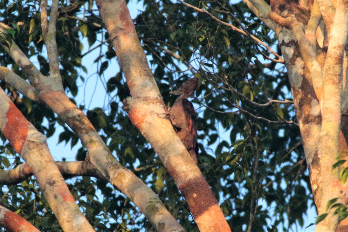 Orange-backed Woodpecker - ML61597201