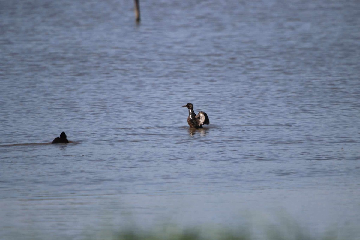 Blue-billed Duck - ML615972011