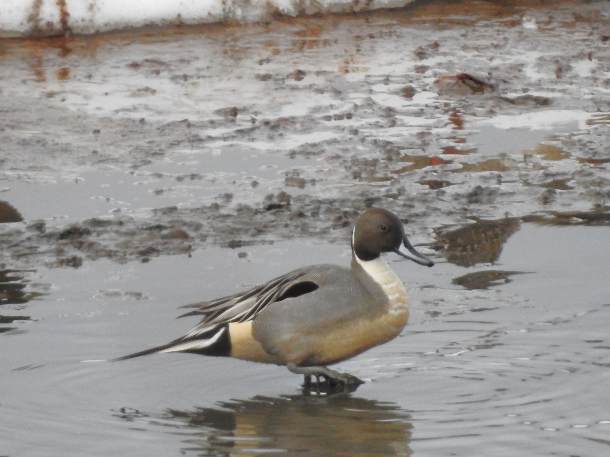 Northern Pintail - ML615972054