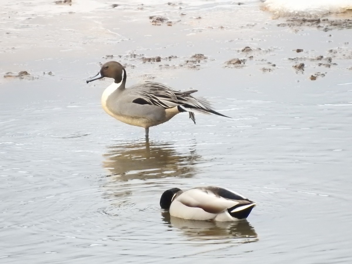 Northern Pintail - ML615972055