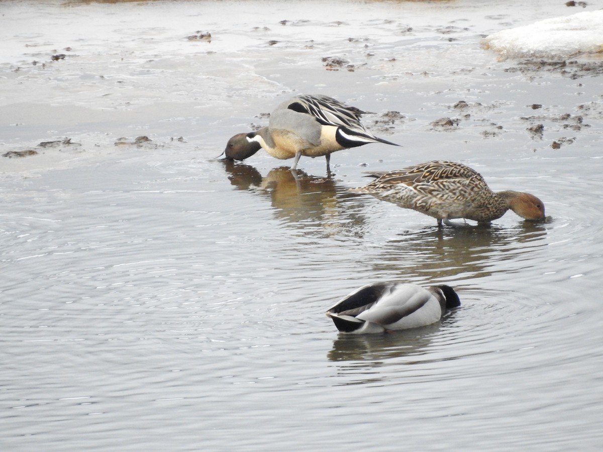 Northern Pintail - ML615972056