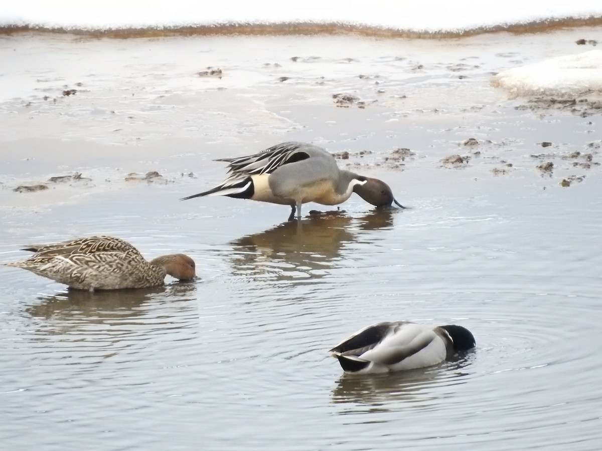 Northern Pintail - ML615972057