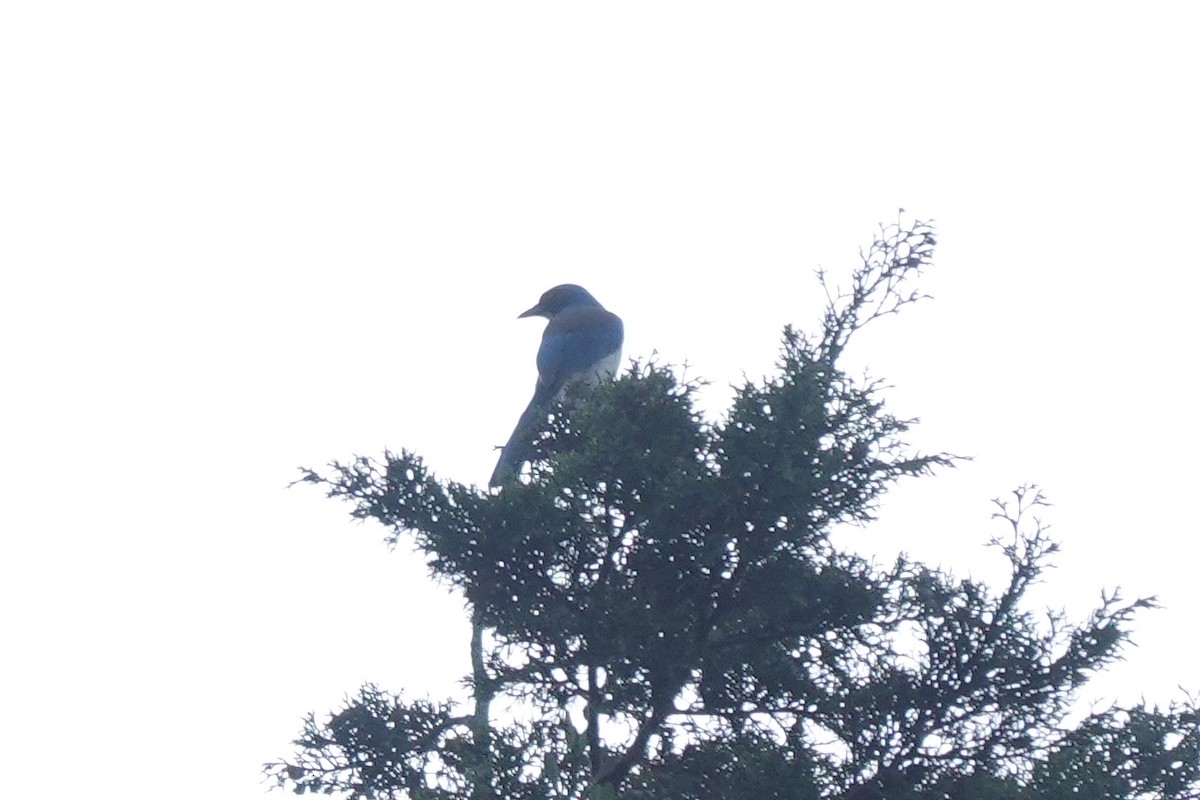 Woodhouse's Scrub-Jay (Sumichrast's) - ML615972066