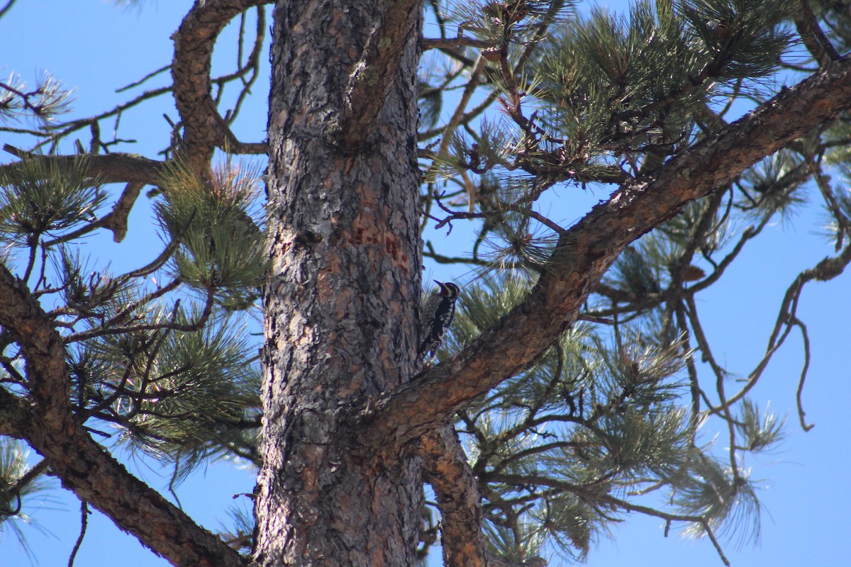 Red-naped Sapsucker - ML615972067