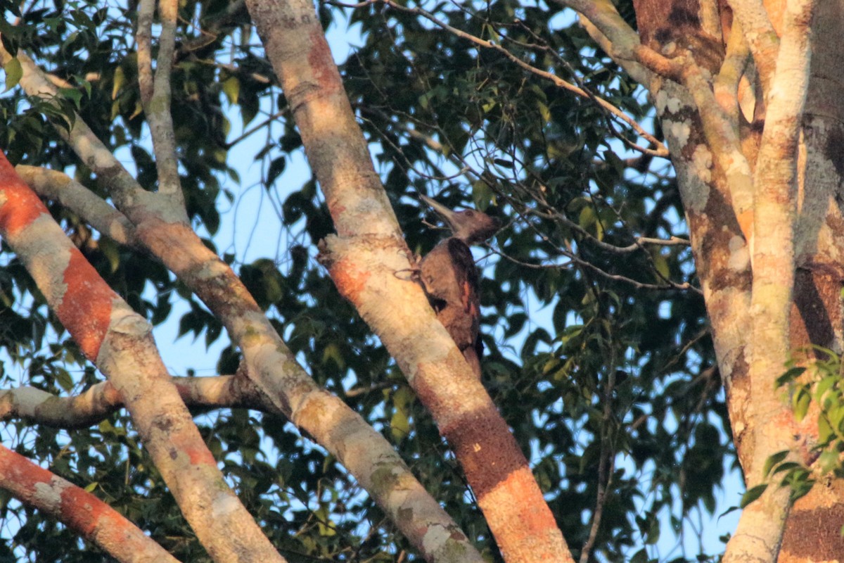 Orange-backed Woodpecker - ML61597211