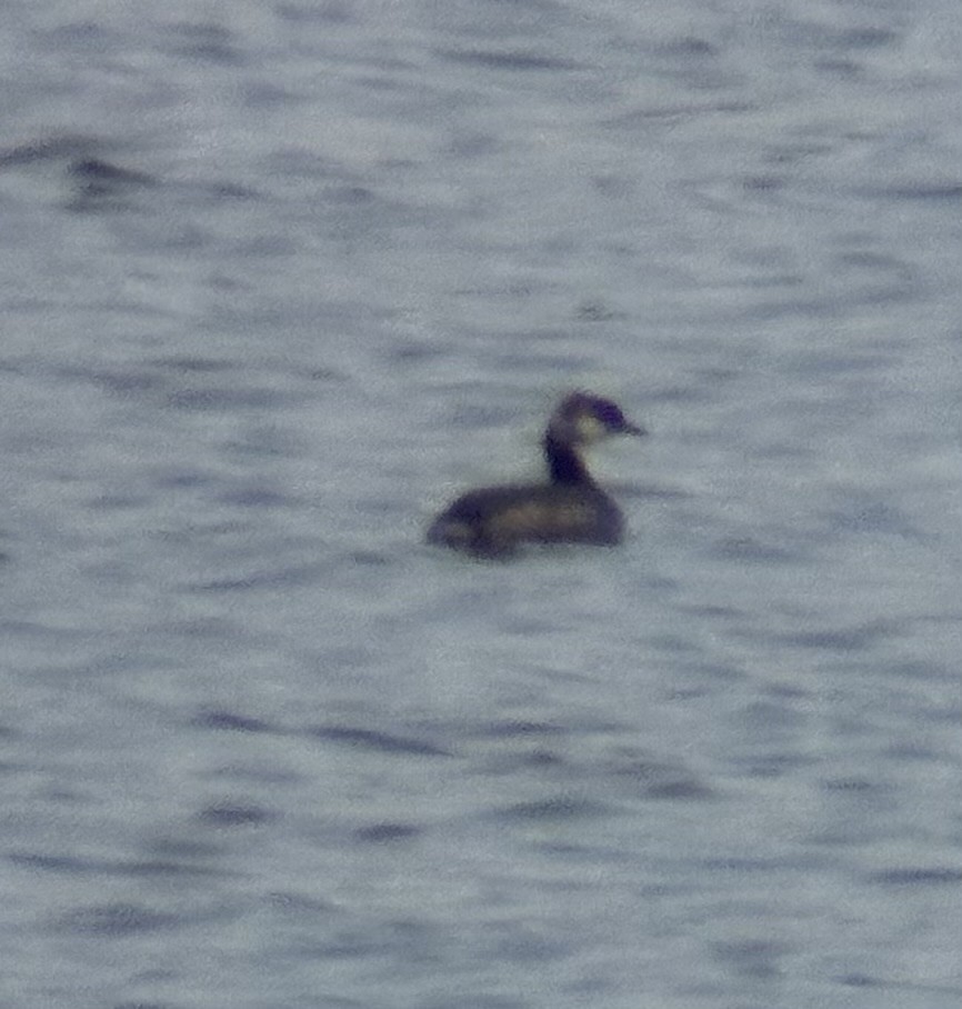 Horned Grebe - ML615972277