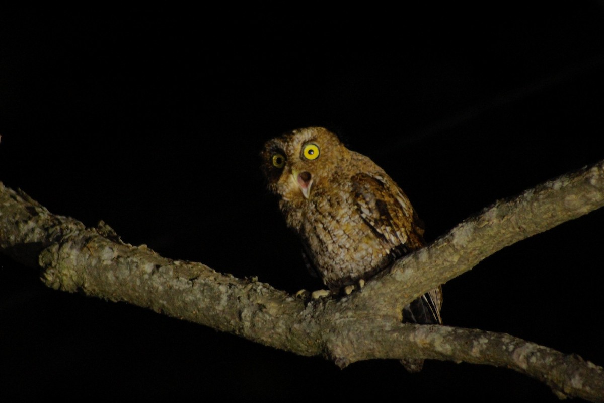 Bare-shanked Screech-Owl - ML615972306