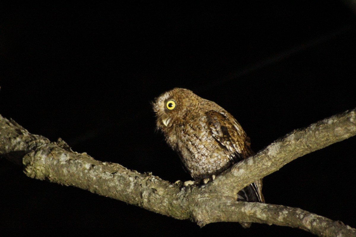 Bare-shanked Screech-Owl - ML615972307