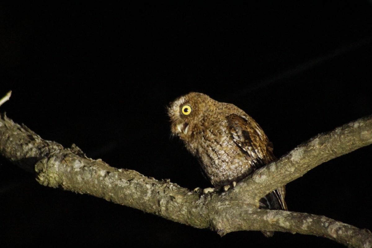 Bare-shanked Screech-Owl - ML615972308