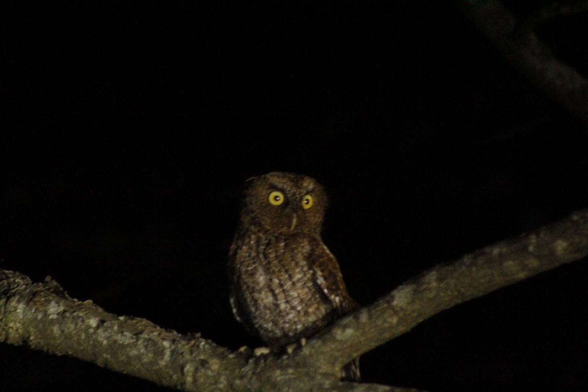 Bare-shanked Screech-Owl - ML615972309