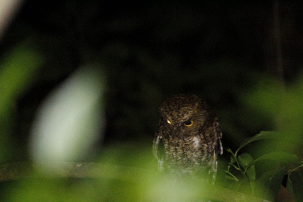 Bare-shanked Screech-Owl - ML615972311
