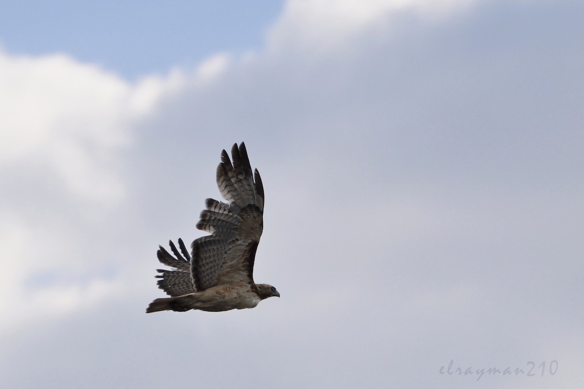 Red-tailed Hawk - ML61597241