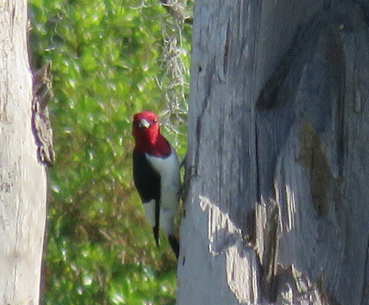 Red-headed Woodpecker - ML615972502