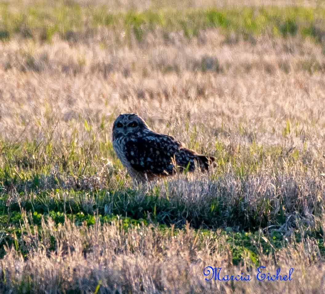 Short-eared Owl - ML615972508