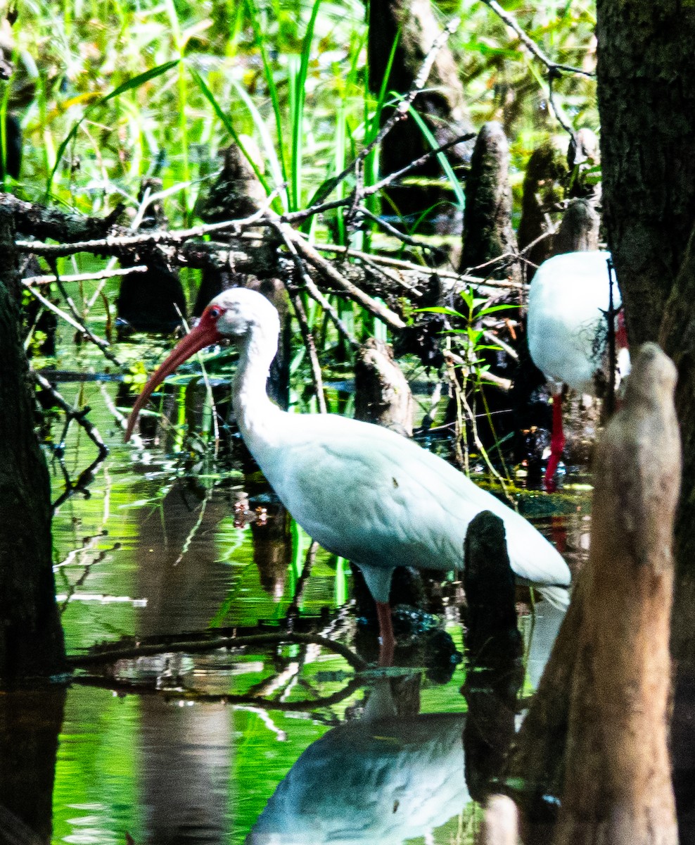 White Ibis - ML615972519