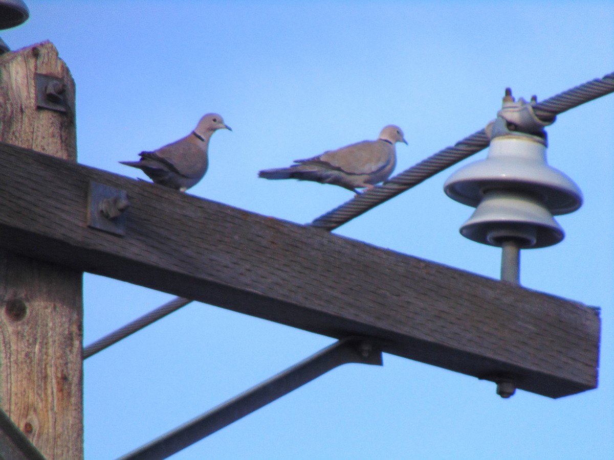 Eurasian Collared-Dove - ML615972521