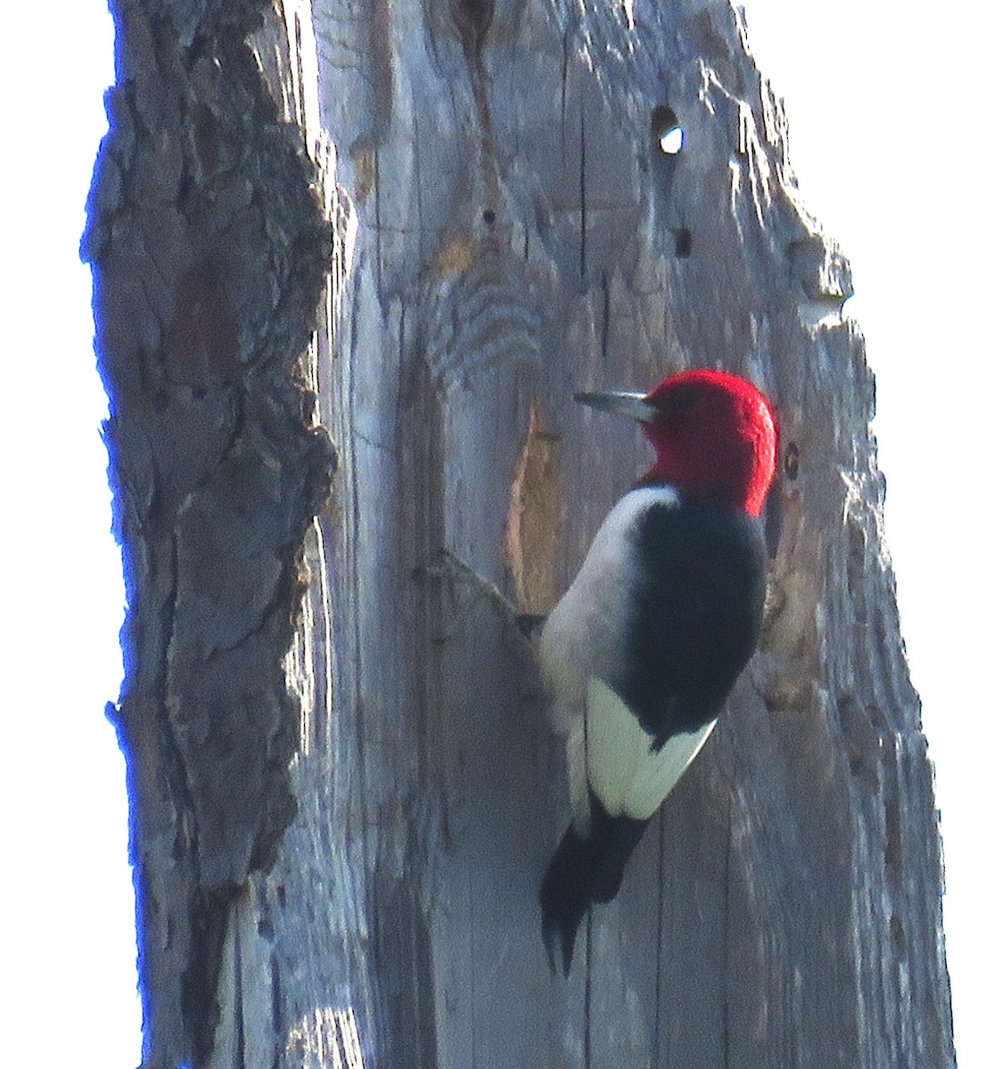 Red-headed Woodpecker - ML615972522