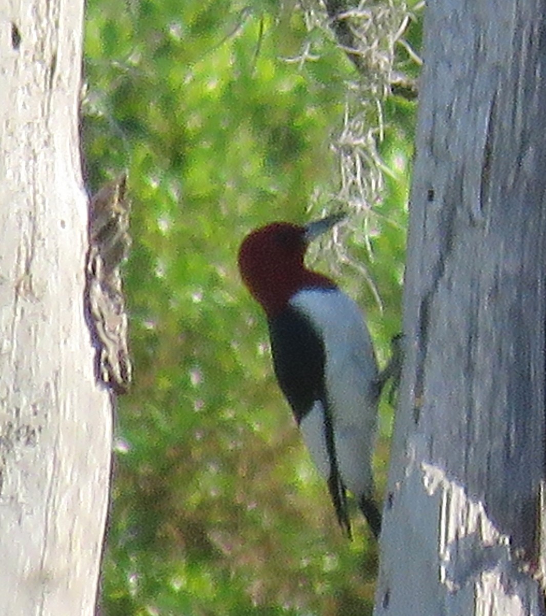 Pic à tête rouge - ML615972525