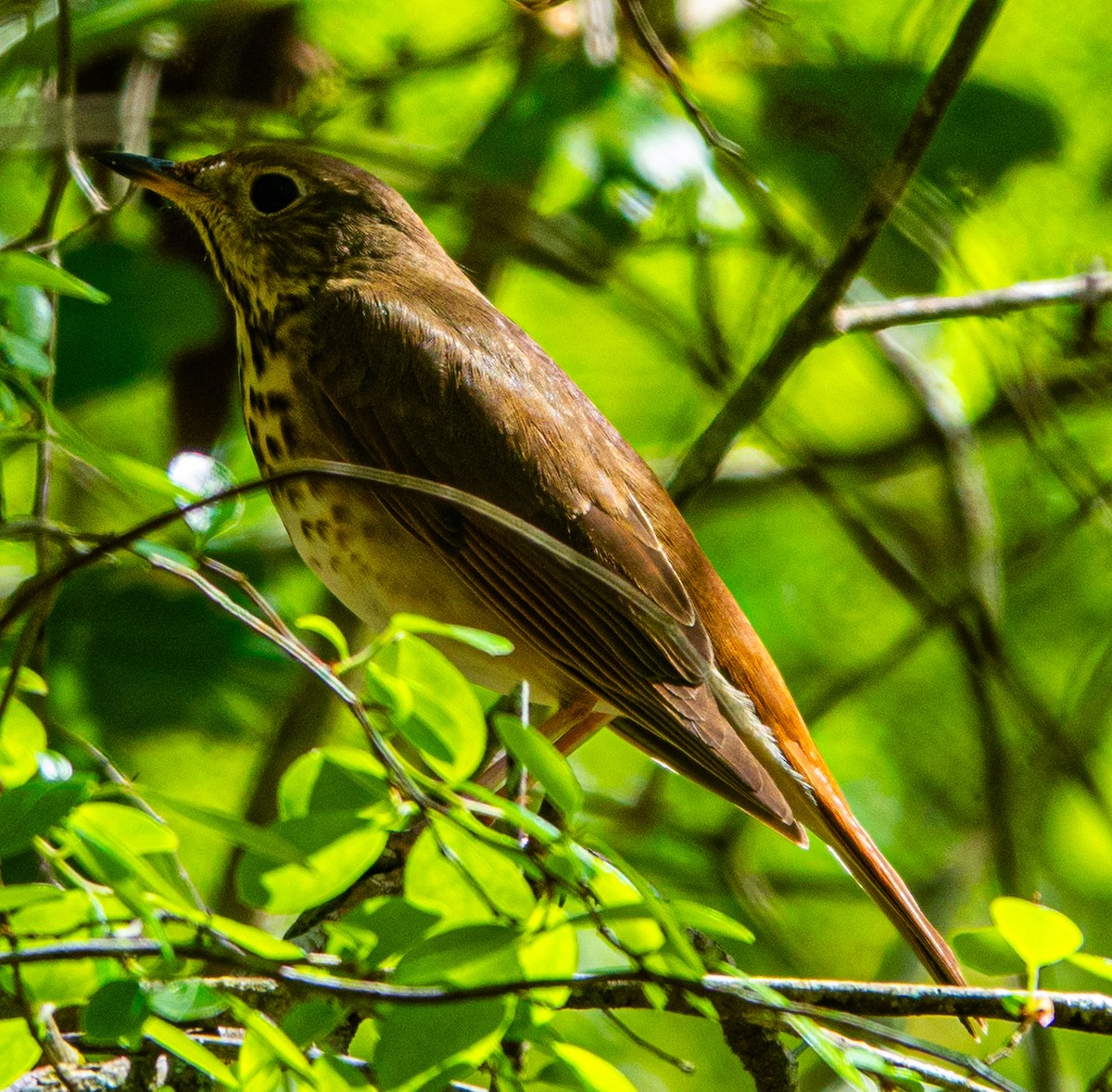 Hermit Thrush - ML615972528