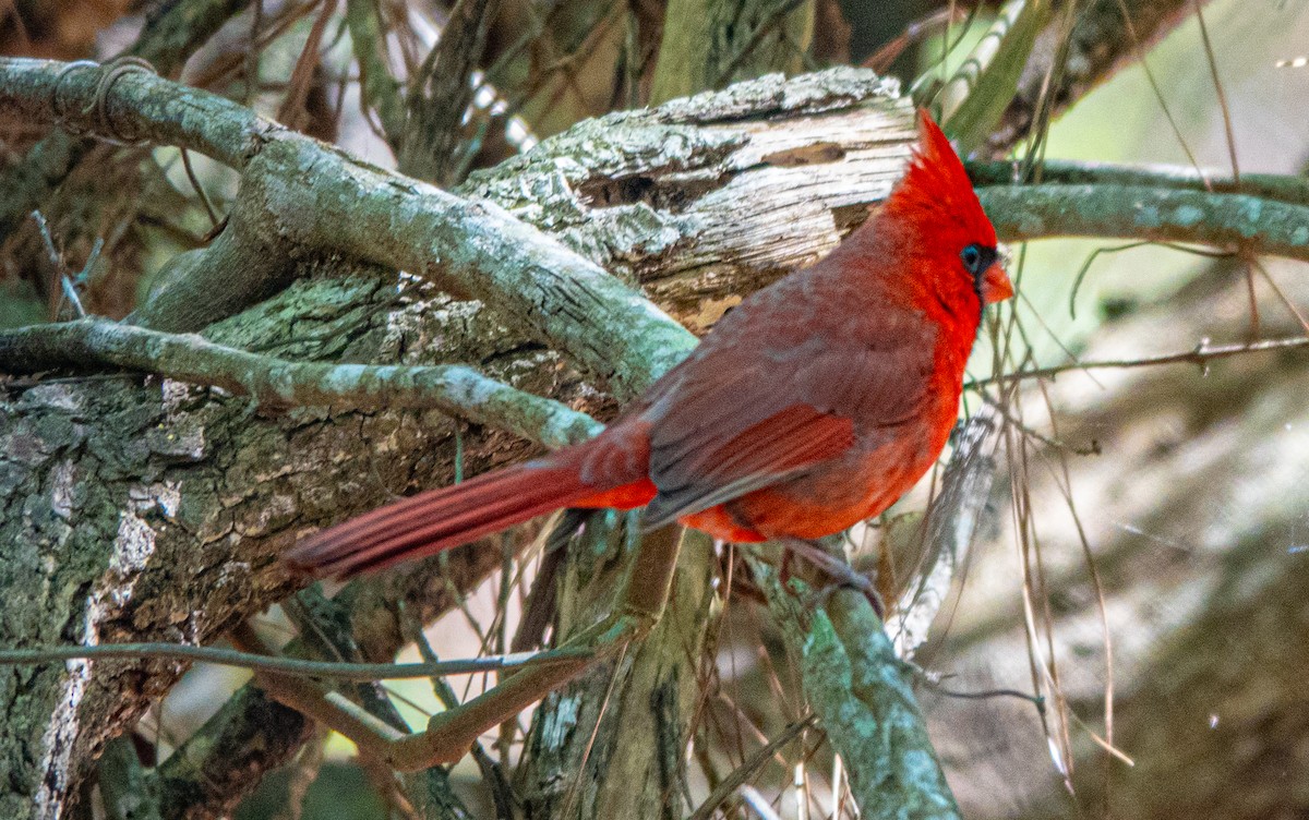 Northern Cardinal - ML615972532