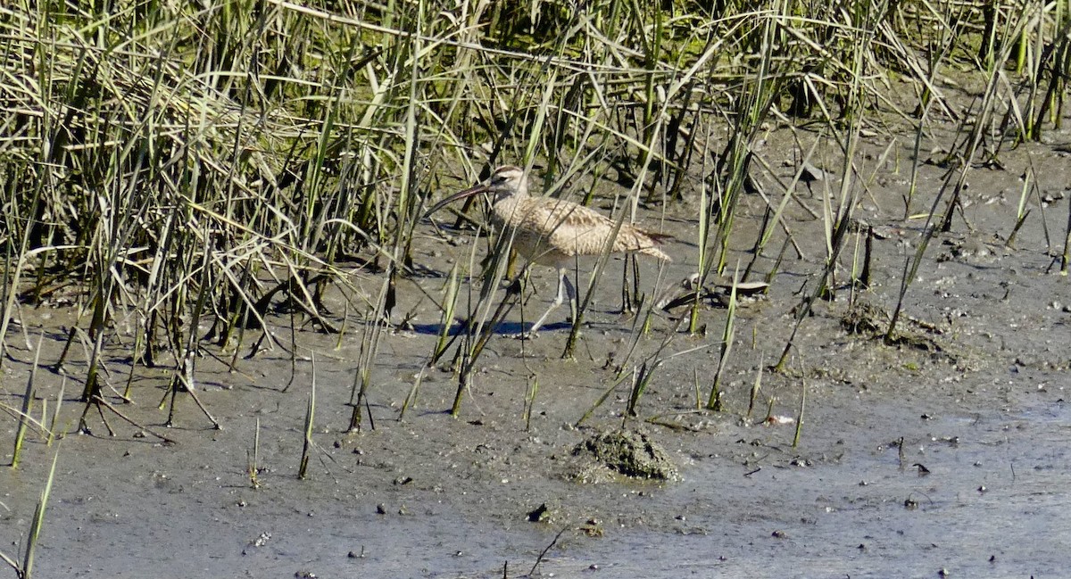 Whimbrel - ML615972550