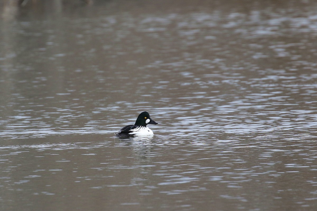 Common Goldeneye - ML615972618