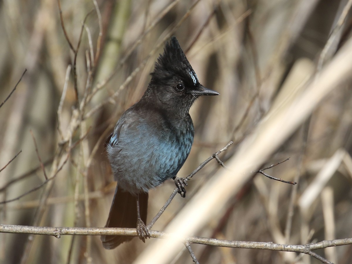 Steller's Jay - ML615972632