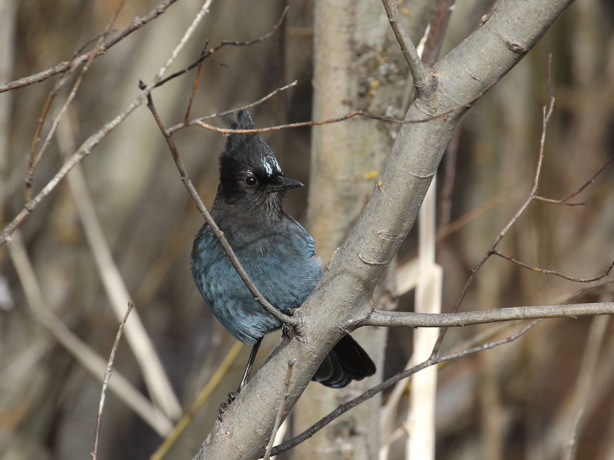 Steller's Jay - ML615972633