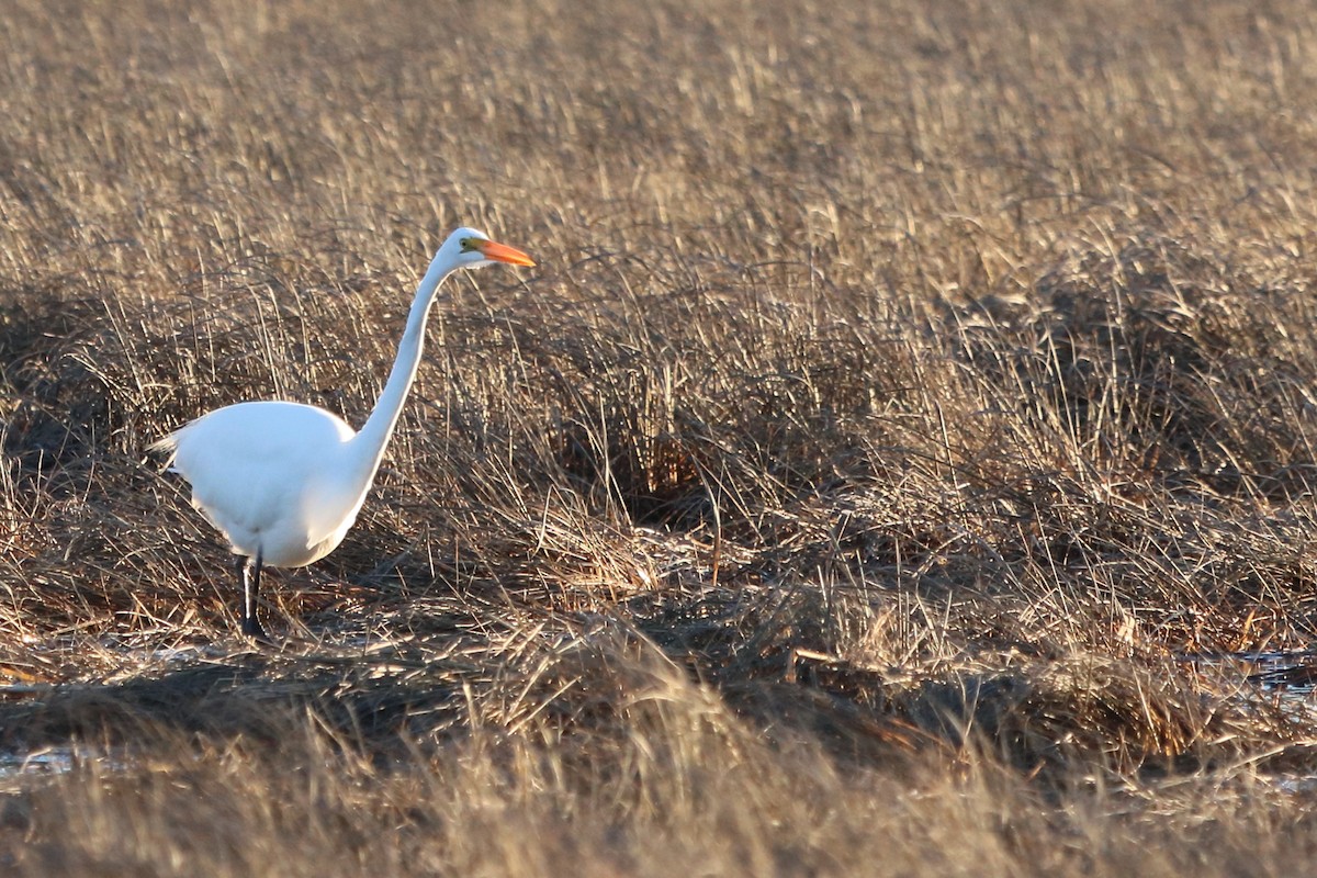 Great Egret - Rebekah  Ambrose-Dalton