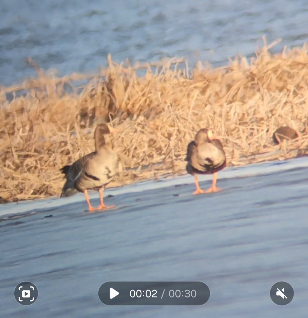 Greater White-fronted Goose - ML615972666