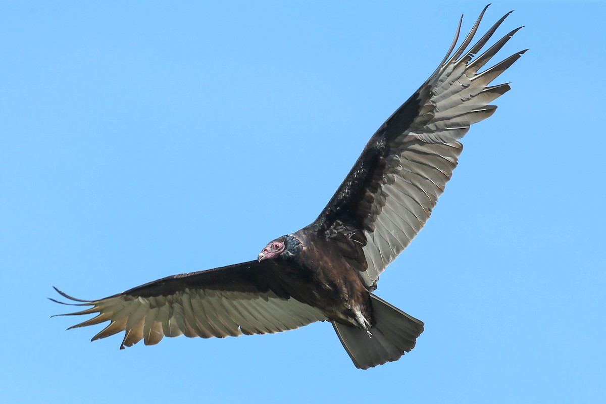 Turkey Vulture - ML615972710
