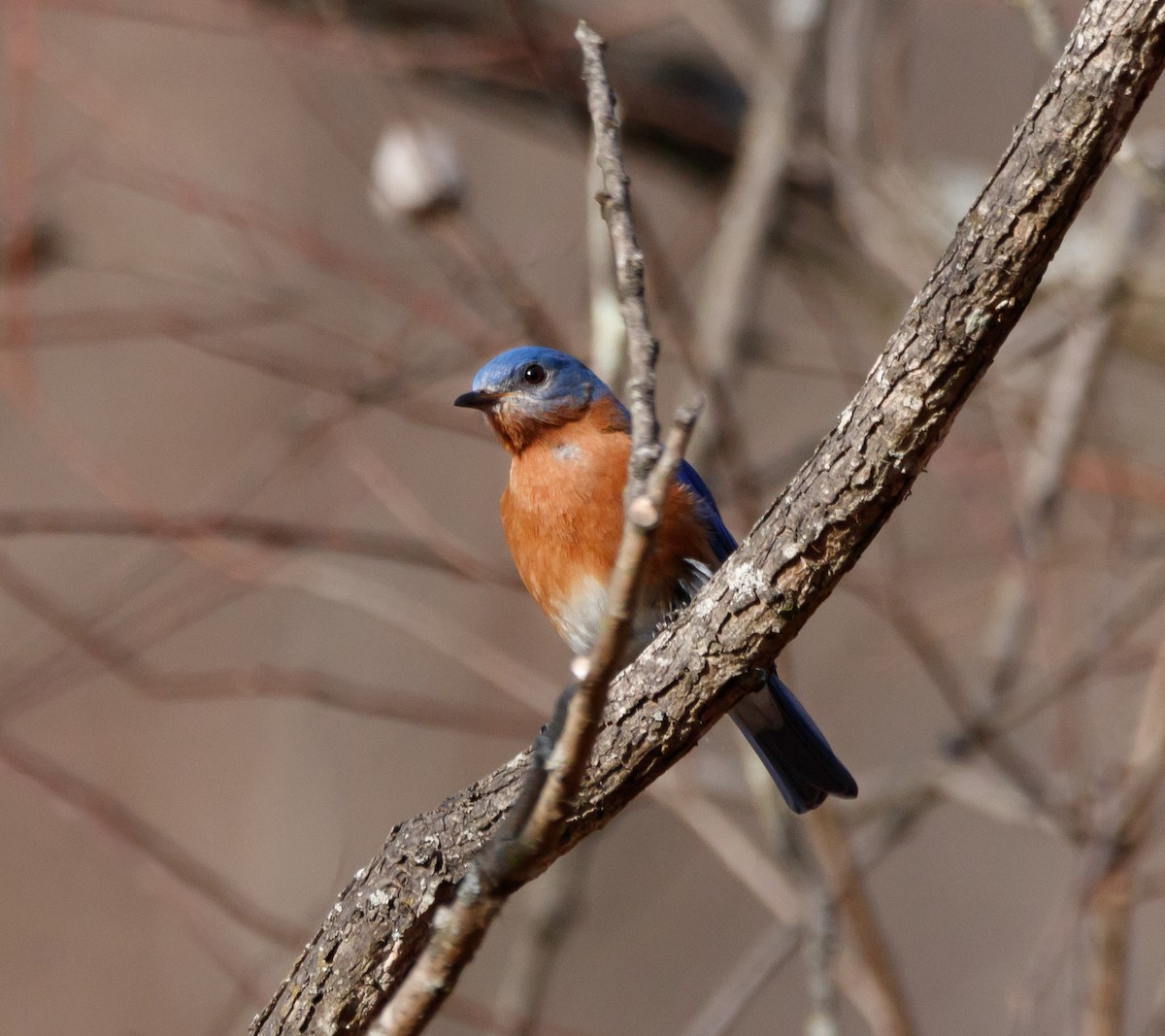 Eastern Bluebird - ML615972728