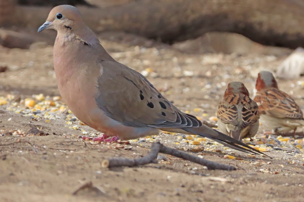 Mourning Dove - ML615972736