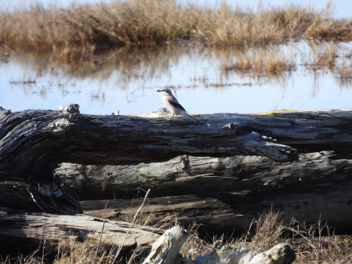 Northern Shrike - ML615972768