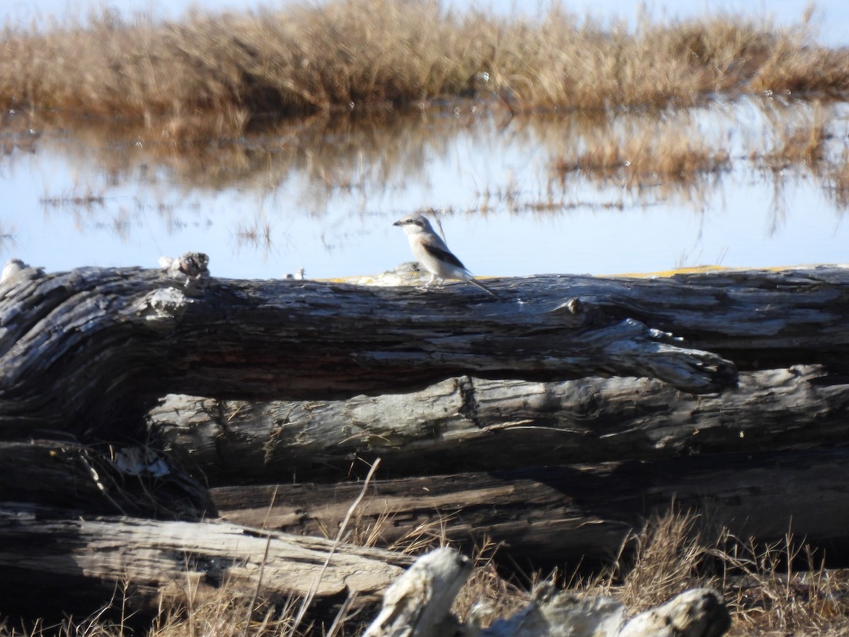 Northern Shrike - ML615972769