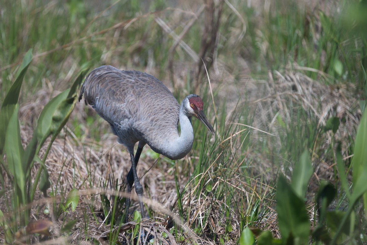 Sandhill Crane - ML615972791