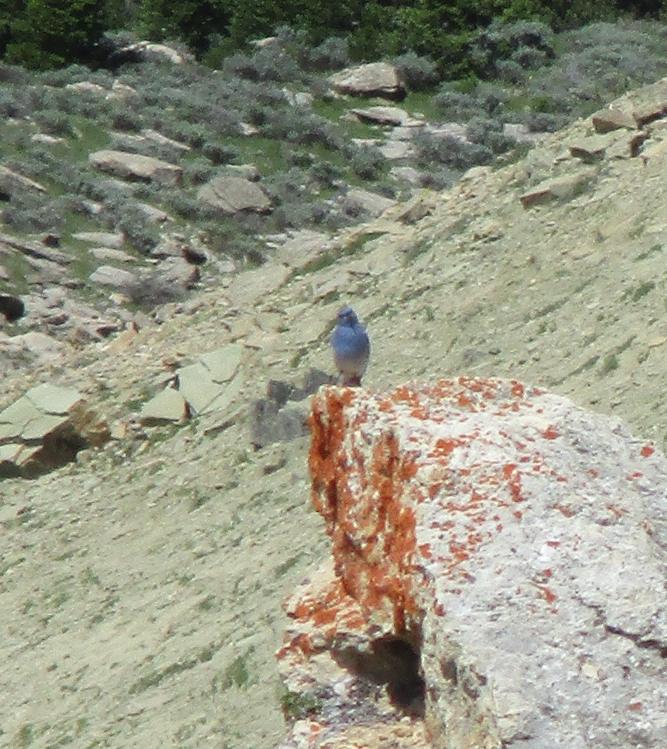 Mountain Bluebird - ML615972813