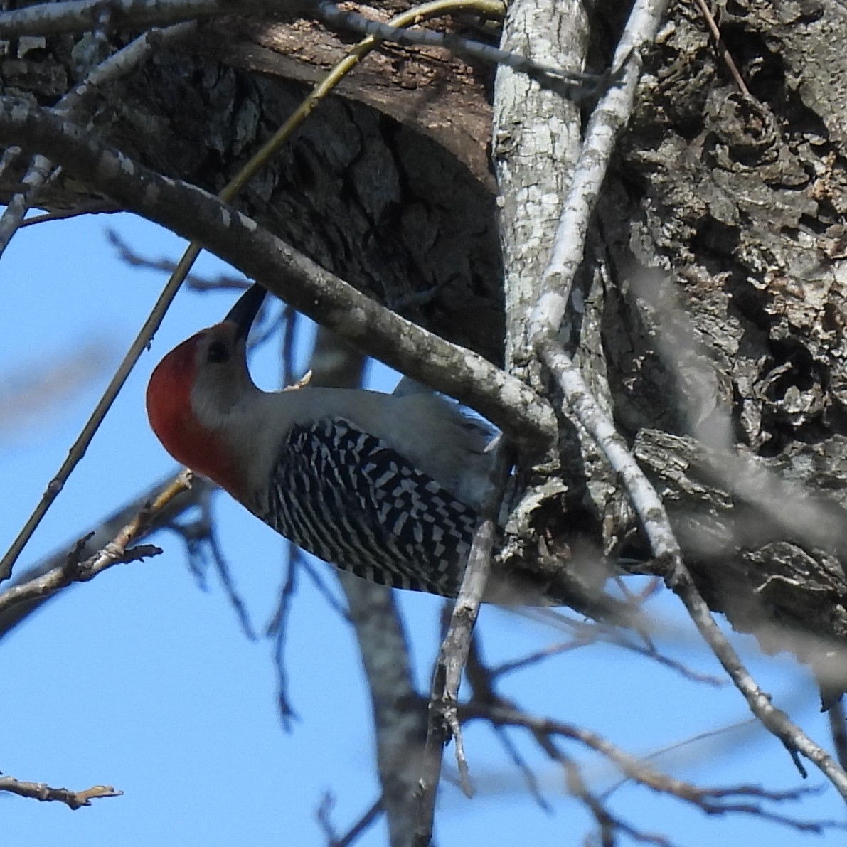 Red-bellied Woodpecker - Margi Finch