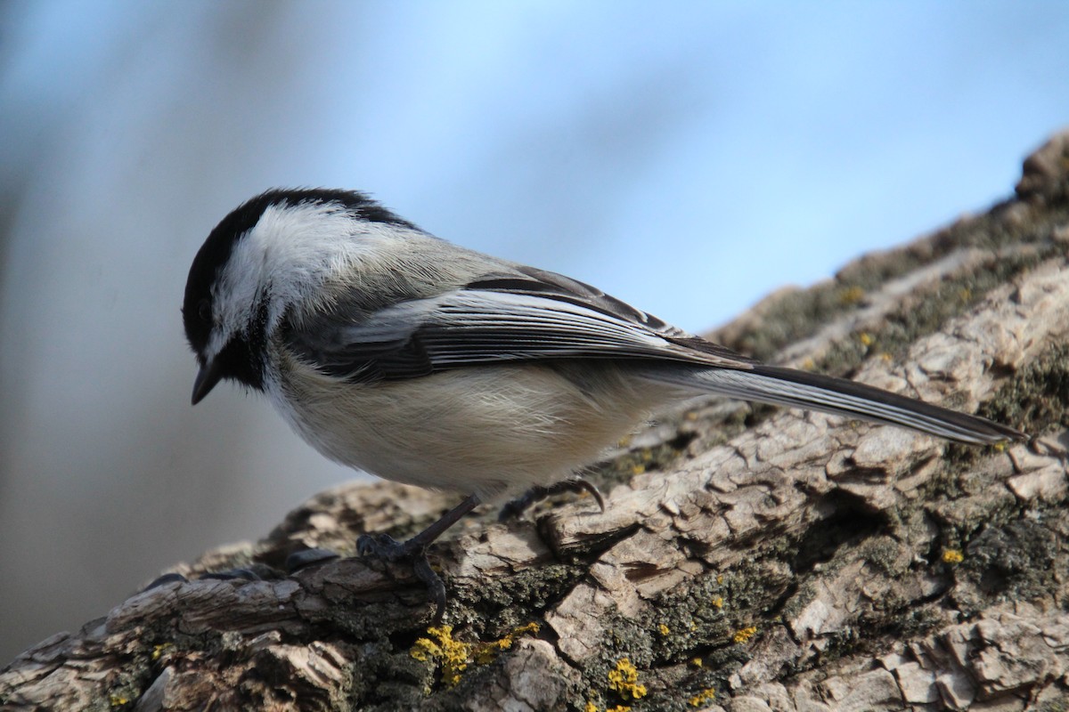 Black-capped Chickadee - Elaine Cassidy