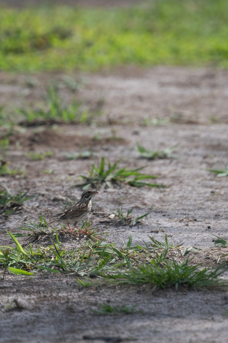 Savannah Sparrow - ML615972859