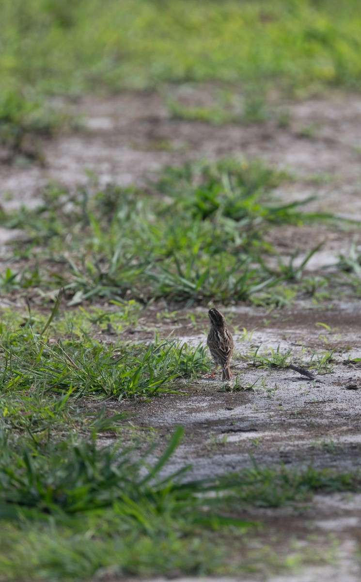 Savannah Sparrow - ML615972861