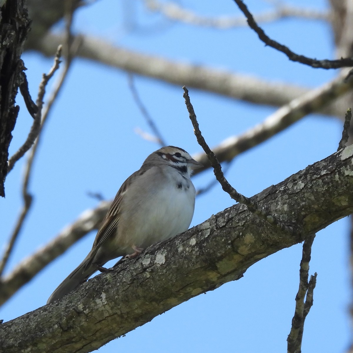 Lark Sparrow - Margi Finch