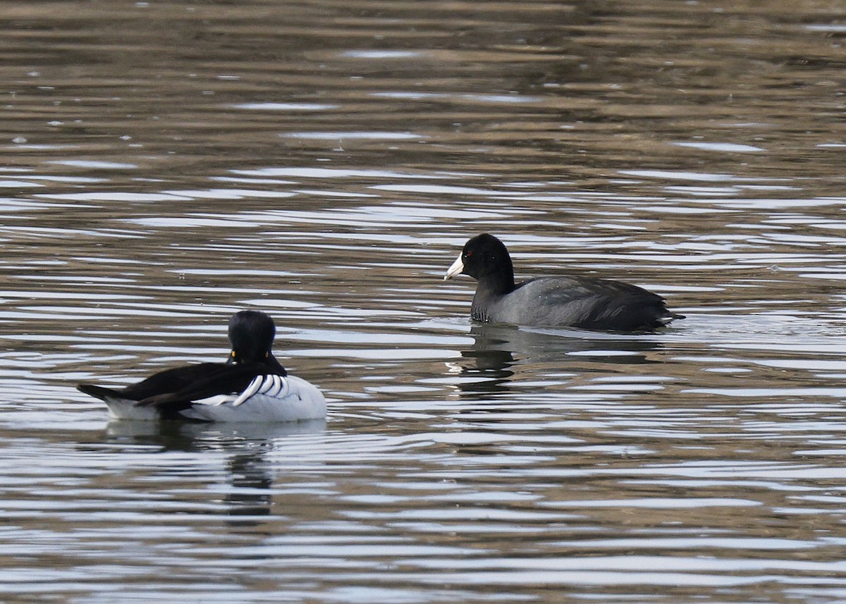 American Coot - ML615972897