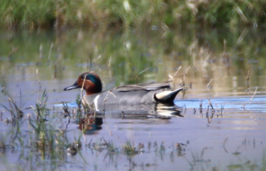 Green-winged Teal - ML615972905
