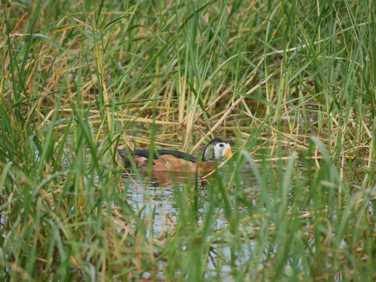 African Pygmy-Goose - ML615972914