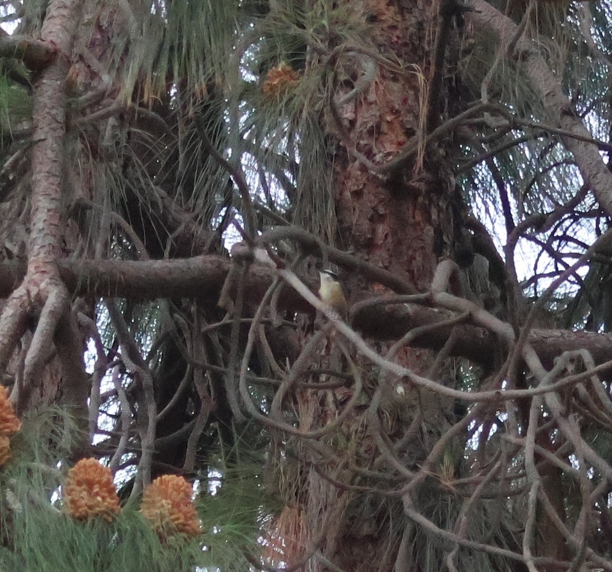 Red-breasted Nuthatch - ML615972916