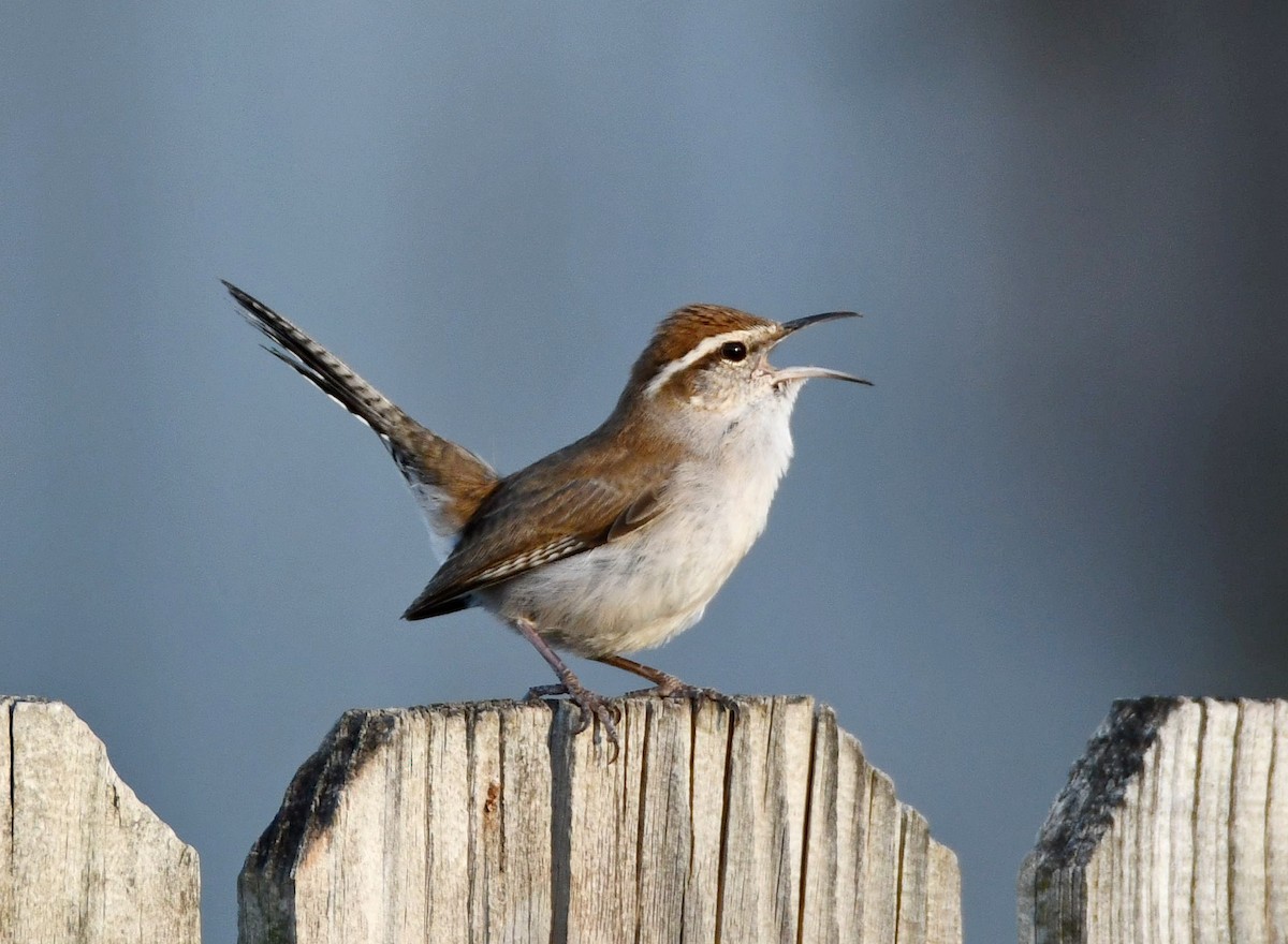 Bewick's Wren - ML615972930