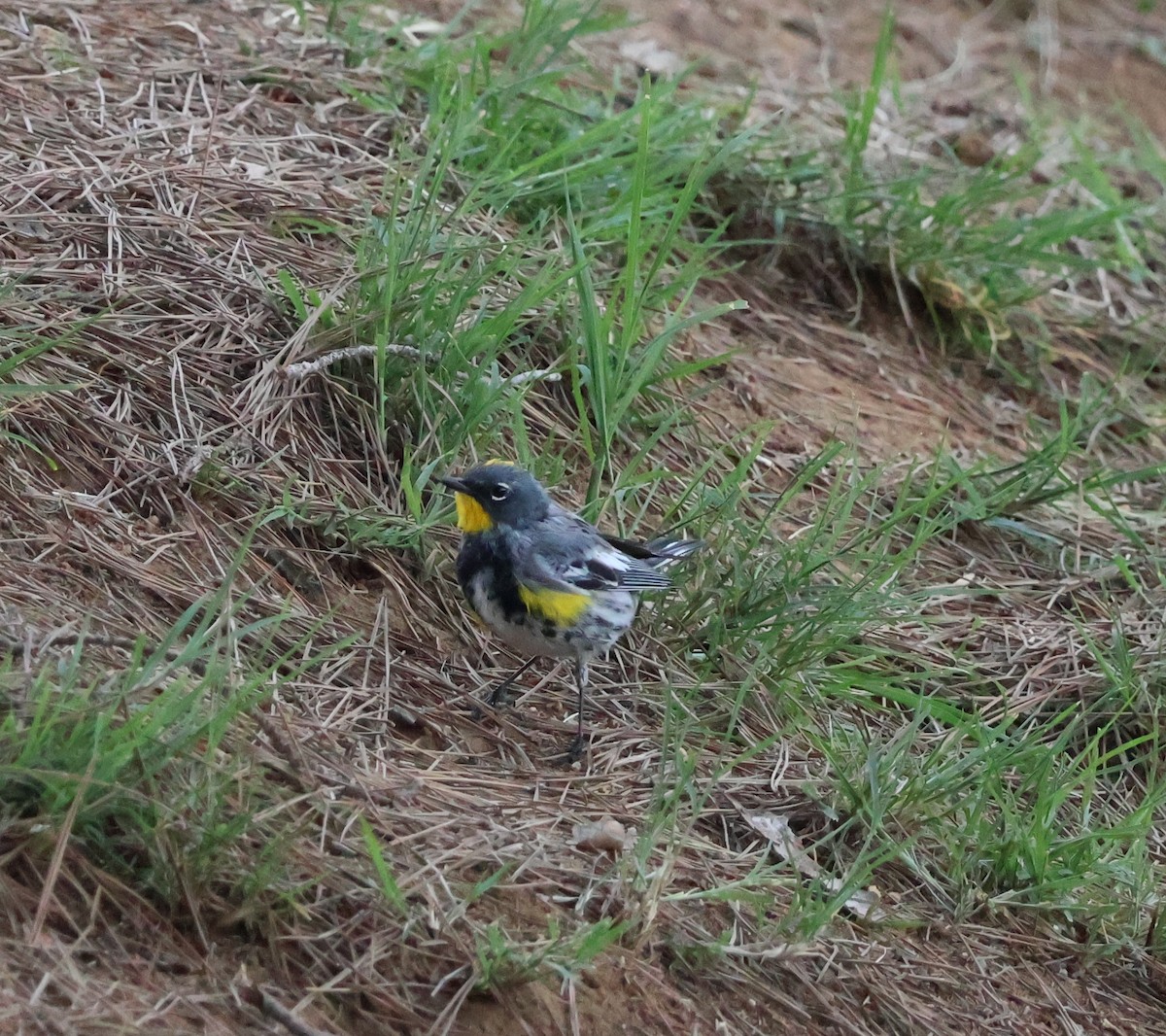 Yellow-rumped Warbler - Margaret Brown